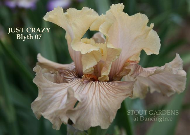 Photo of Tall Bearded Iris (Iris 'Just Crazy') uploaded by Calif_Sue