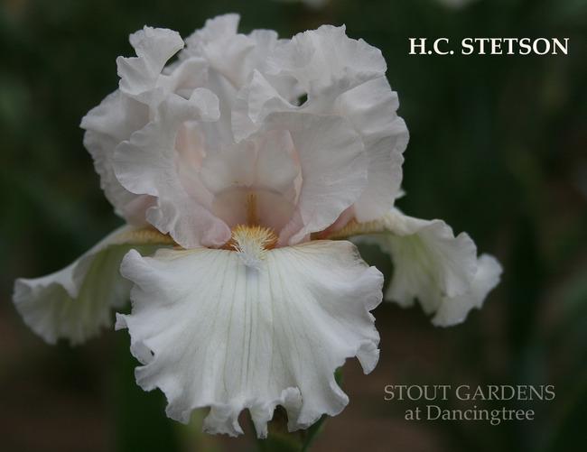 Photo of Tall Bearded Iris (Iris 'H. C. Stetson') uploaded by Calif_Sue