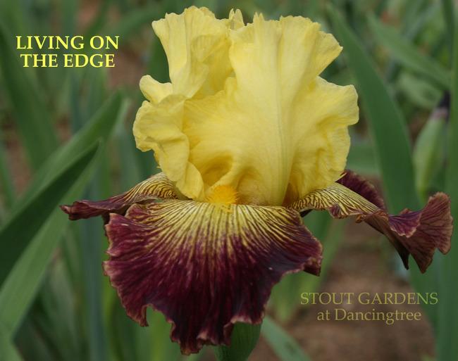 Photo of Tall Bearded Iris (Iris 'Living on the Edge') uploaded by Calif_Sue