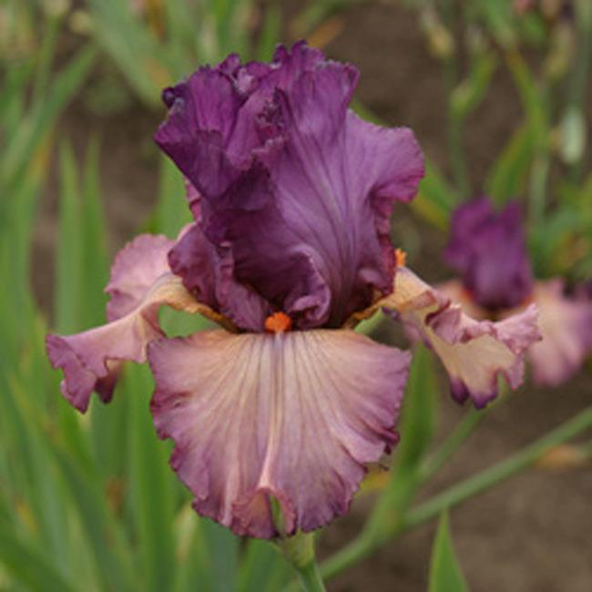 Photo of Tall Bearded Iris (Iris 'Long Time Gone') uploaded by Calif_Sue
