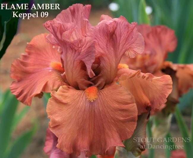 Photo of Tall Bearded Iris (Iris 'Flame Amber') uploaded by Calif_Sue