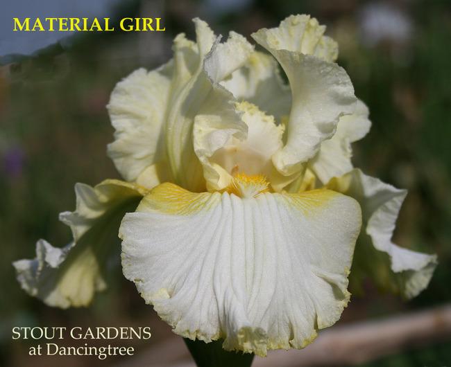 Photo of Tall Bearded Iris (Iris 'Material Girl') uploaded by Calif_Sue