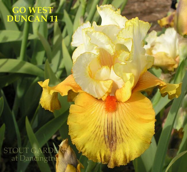 Photo of Tall Bearded Iris (Iris 'Go West') uploaded by Calif_Sue