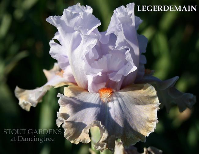Photo of Tall Bearded Iris (Iris 'Legerdemain') uploaded by Calif_Sue