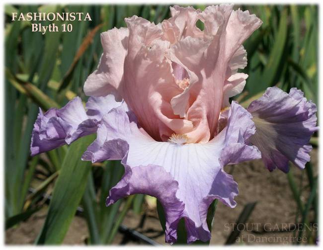 Photo of Tall Bearded Iris (Iris 'Fashionista') uploaded by Calif_Sue
