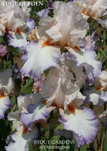 Photo of Tall Bearded Iris (Iris 'Edge of Eden') uploaded by Calif_Sue