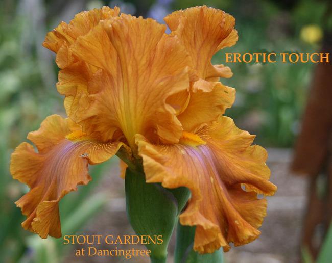 Photo of Tall Bearded Iris (Iris 'Erotic Touch') uploaded by Calif_Sue