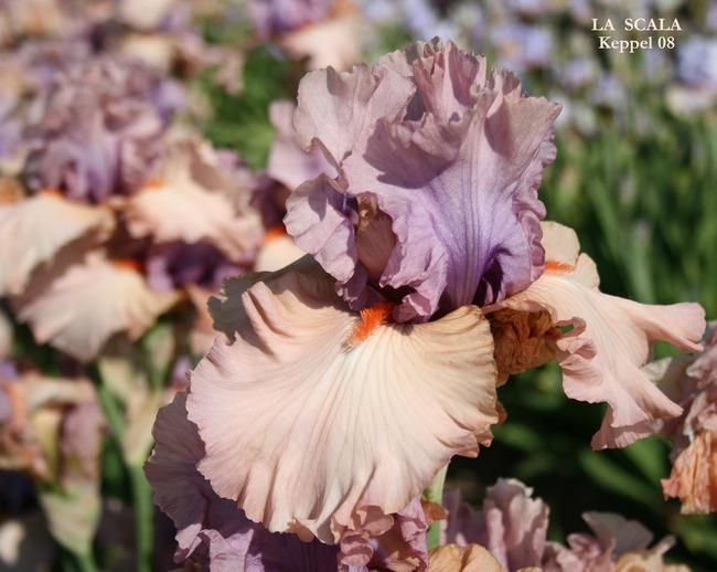 Photo of Tall Bearded Iris (Iris 'La Scala') uploaded by Calif_Sue