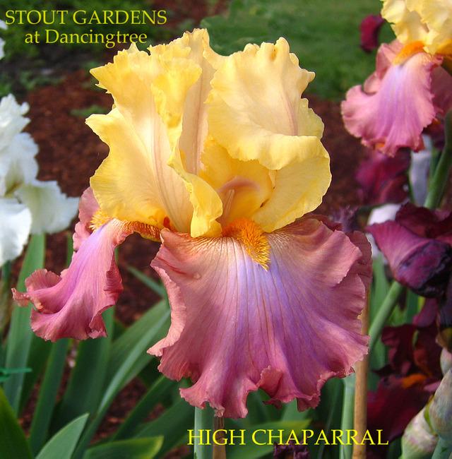 Photo of Tall Bearded Iris (Iris 'High Chaparral') uploaded by Calif_Sue