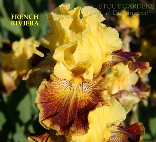 Photo of Tall Bearded Iris (Iris 'French Riviera') uploaded by Calif_Sue