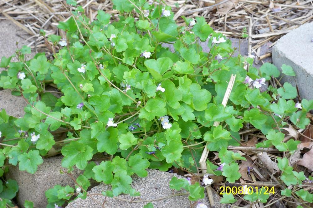 Photo of Kenilworth Ivy (Cymbalaria muralis) uploaded by Pattyw5