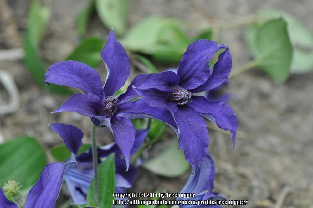 Photo of Clematis Sapphire Indigo™ uploaded by treehugger