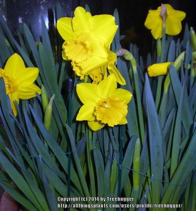Photo of Trumpet Daffodil (Narcissus 'Arctic Gold') uploaded by treehugger