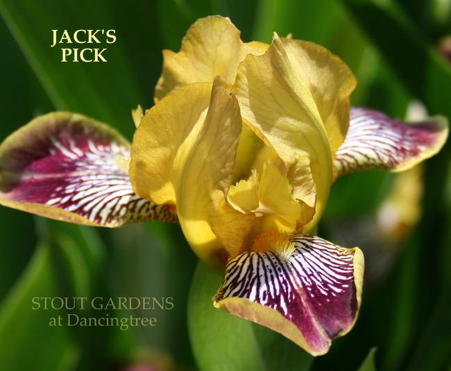 Photo of Miniature Tall Bearded Iris (Iris 'Jack's Pick') uploaded by Calif_Sue