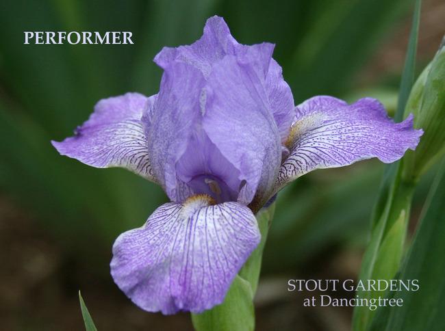 Photo of Miniature Tall Bearded Iris (Iris 'Performer') uploaded by Calif_Sue