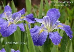 Photo of Louisiana Iris (Iris 'Sinfonietta') uploaded by Calif_Sue
