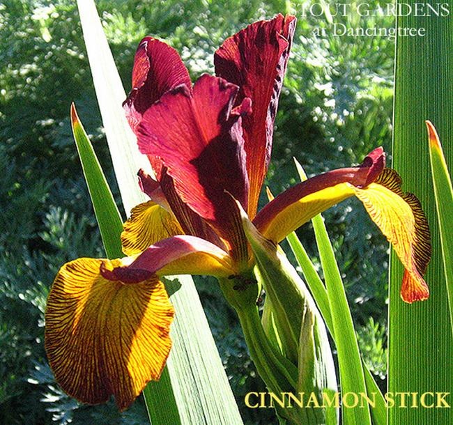 Photo of Spuria Iris (Iris 'Cinnamon Stick') uploaded by Calif_Sue