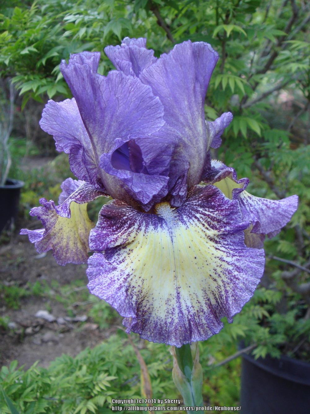Photo of Tall Bearded Iris (Iris 'Foolish Dreamer') uploaded by Henhouse