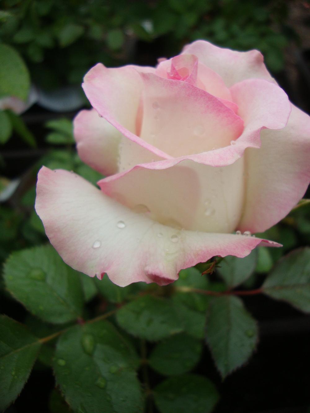 Photo of Rose (Rosa Moonstone™) uploaded by Paul2032