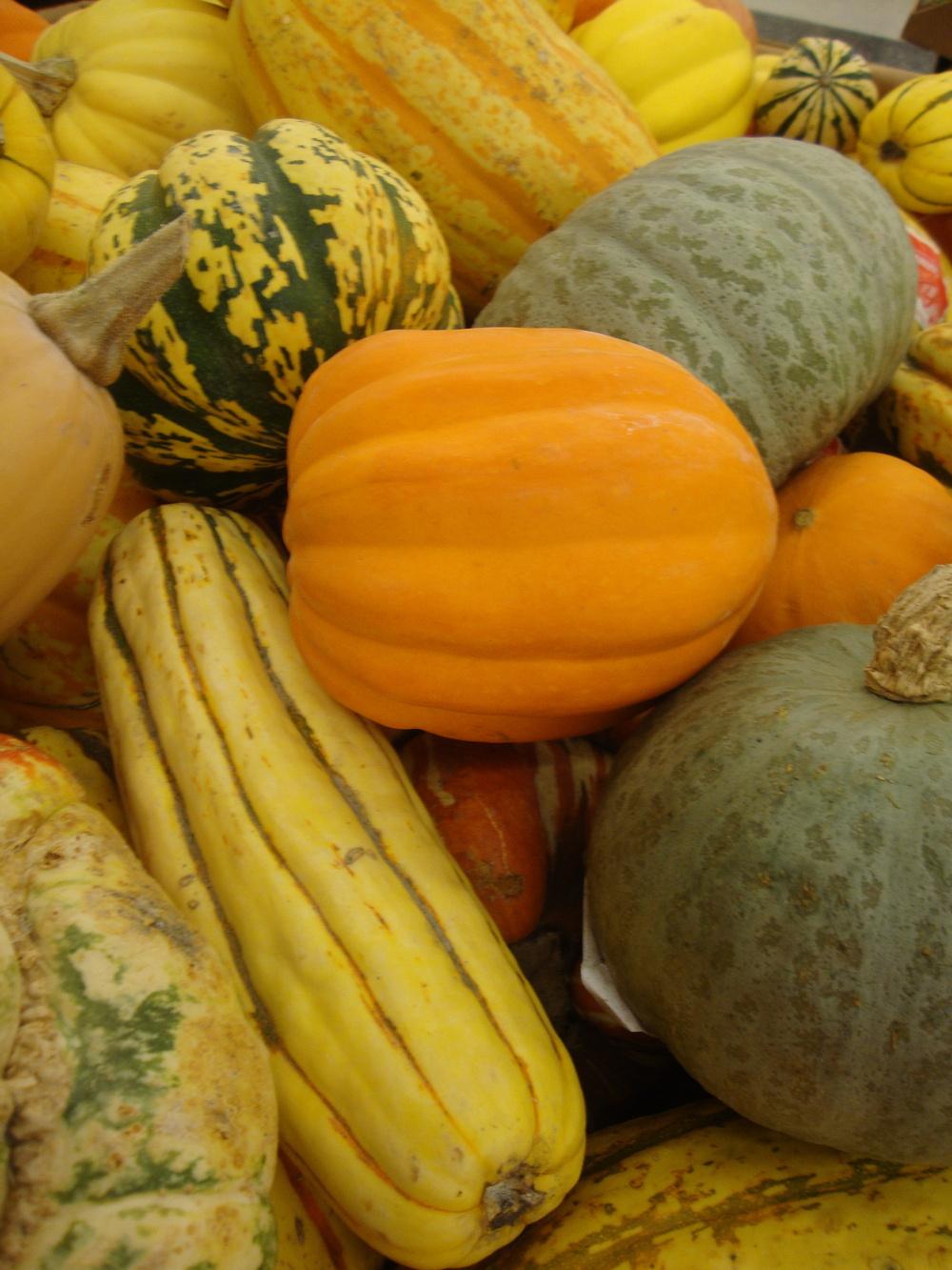 Photo of Gourds, Squashes and Pumpkins (Cucurbita) uploaded by Paul2032