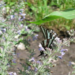 Location: central Illinois
Date: 2010-06-10
Zebra Swallowtail BF