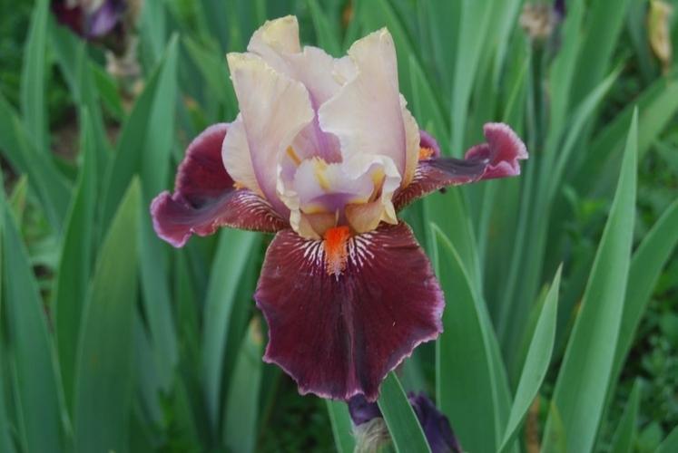 Photo of Tall Bearded Iris (Iris 'Pass the Wine') uploaded by Calif_Sue