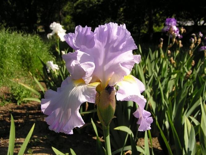 Photo of Tall Bearded Iris (Iris 'Sharlee') uploaded by Calif_Sue