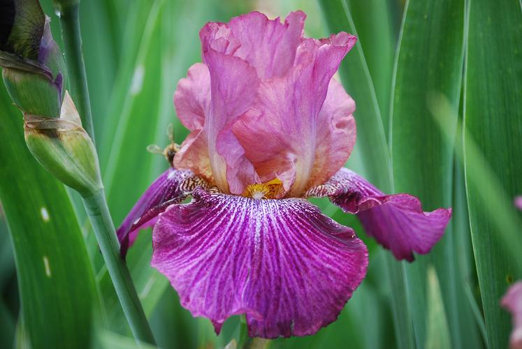 Photo of Tall Bearded Iris (Iris 'Vibrations') uploaded by Calif_Sue