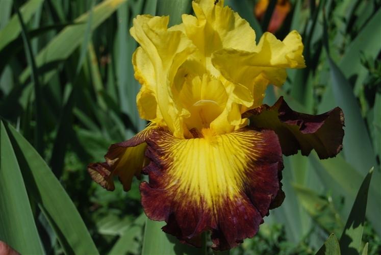 Photo of Tall Bearded Iris (Iris 'Snapshot') uploaded by Calif_Sue