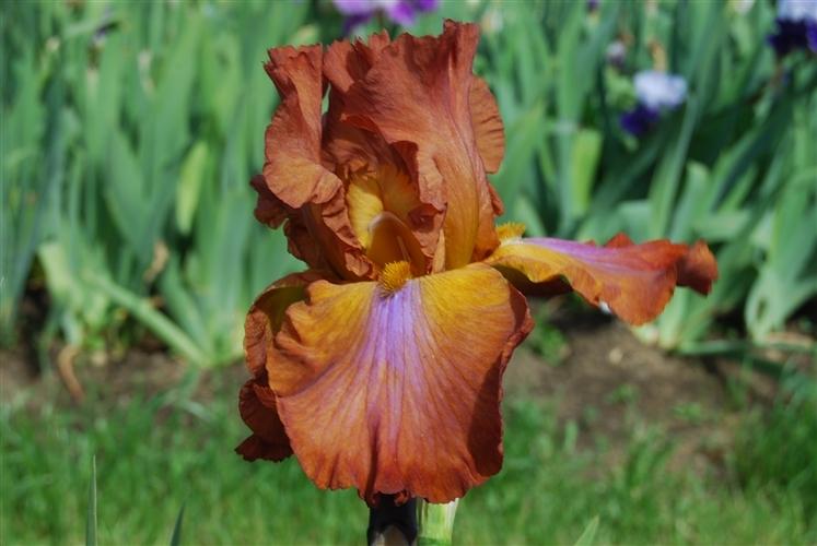Photo of Tall Bearded Iris (Iris 'Terre de Feu') uploaded by Calif_Sue