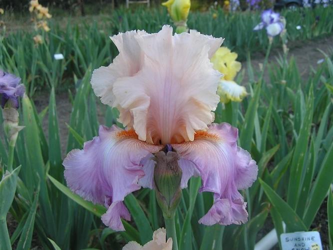Photo of Tall Bearded Iris (Iris 'Sweet Musette') uploaded by Calif_Sue