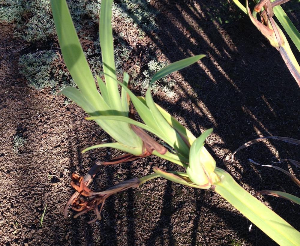 Photo of Walking Iris (Trimezia coerulea) uploaded by HamiltonSquare