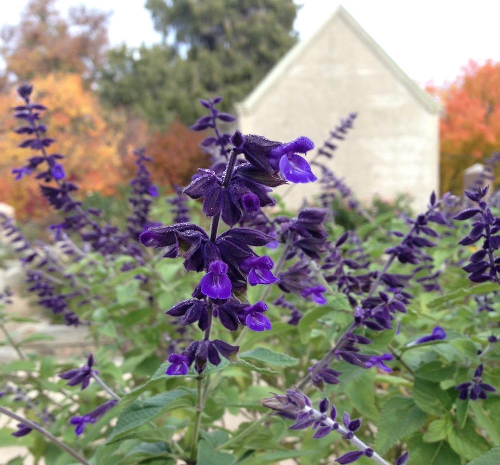 Photo of Sage (Salvia 'Anthony Parker') uploaded by HamiltonSquare