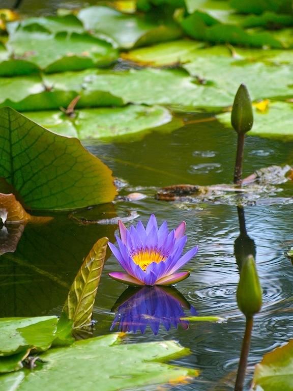 Photo of Blue Lotus of the Nile Lily (Nymphaea nouchali var. caerulea) uploaded by admin