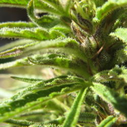 Location: Close-up of cluster of female cannabis plant
Date: 2007-10-20
Photo courtesy of: Bokske