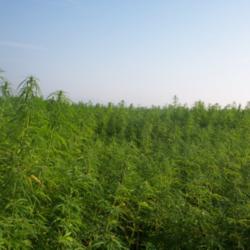 Location: Cultivation of industrial hemp for fiber and for grain in france
Photo courtesy of: Aleks