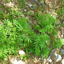 Location: Wild marijuana plant growing near Islamabad, which you may see throughout the region of Afghanistan, Pakistan and northwest India. These wild plants grow everywhere you see weed plants but people do not use these plants as drugs.
Date: 2005-04-18
Photo courtesy of: Zantastik
