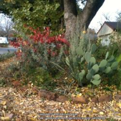 Location: My yard in Arlington, Texas.
Date: 2014-12-01
Gorgeous color this year.
