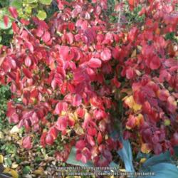 Location: My yard in Arlington, Texas.
Date: 2014-12-01
Outstanding color this year.