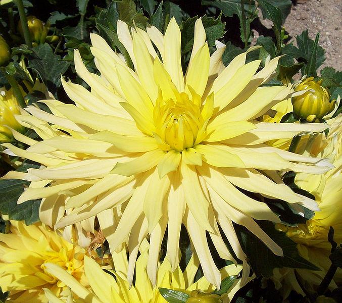 Photo of Dahlia 'Munchen' uploaded by Calif_Sue
