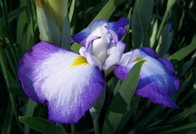 Photo of Japanese Iris (Iris ensata 'Gracieuse') uploaded by pixie62560