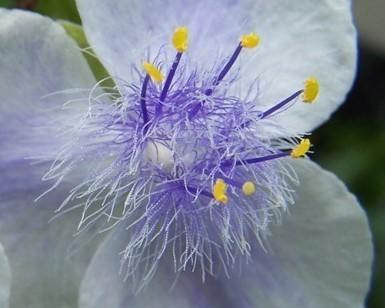 Photo of Spiderwort (Tradescantia 'Osprey') uploaded by pixie62560