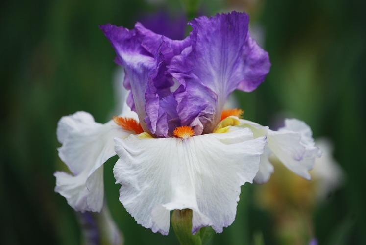 Photo of Tall Bearded Iris (Iris 'Mountain Halo') uploaded by Calif_Sue