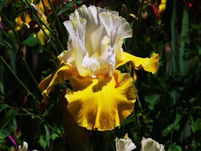 Photo of Tall Bearded Iris (Iris 'Neutron Dance') uploaded by Calif_Sue