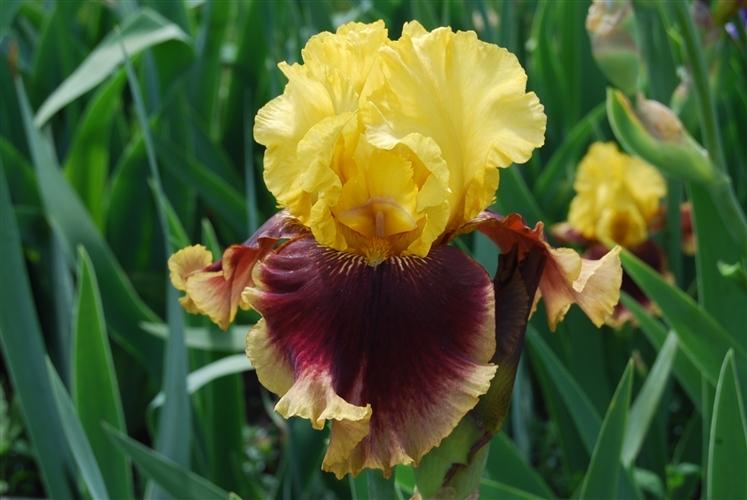 Photo of Tall Bearded Iris (Iris 'Mastery') uploaded by Calif_Sue