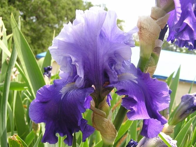 Photo of Tall Bearded Iris (Iris 'Nordic Seas') uploaded by Calif_Sue