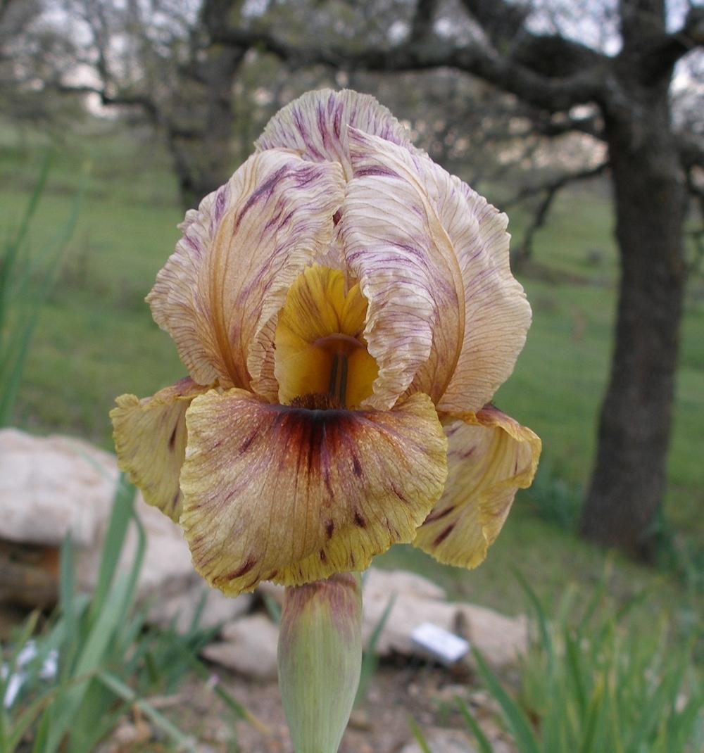 Photo of Arilbred Iris (Iris 'Summer Set') uploaded by needrain