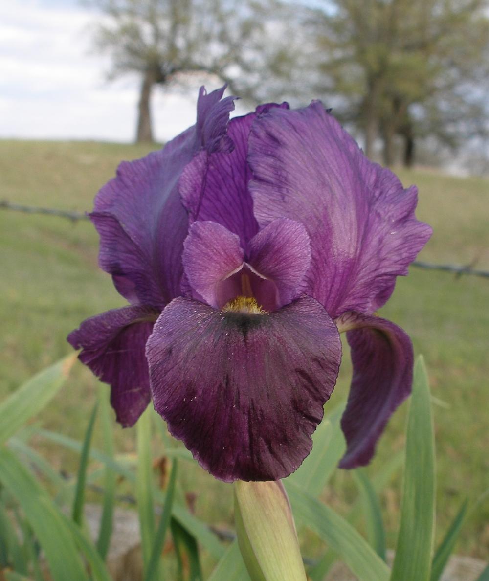 Photo of Arilbred Iris (Iris 'Persian Star') uploaded by needrain