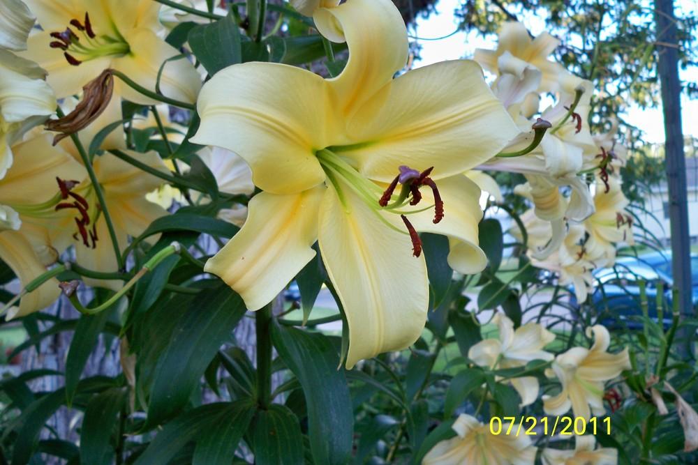 Photo of Lilies (Lilium) uploaded by Pattyw5