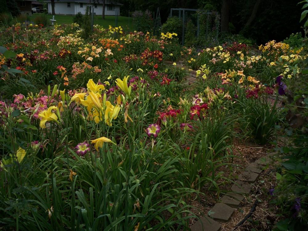 Photo of Daylilies (Hemerocallis) uploaded by Pattyw5